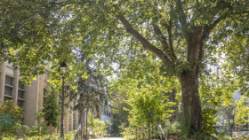 urbencea-reinventons-noes-espaces-de-vie-parc-schuman-montrouge-naturalisation-vegetalisation-acces-main-courante